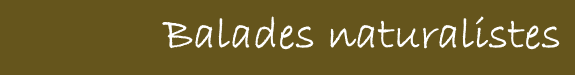 Balades naturalistes_Bannière
