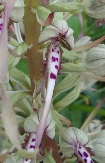 Orchis pendu_1